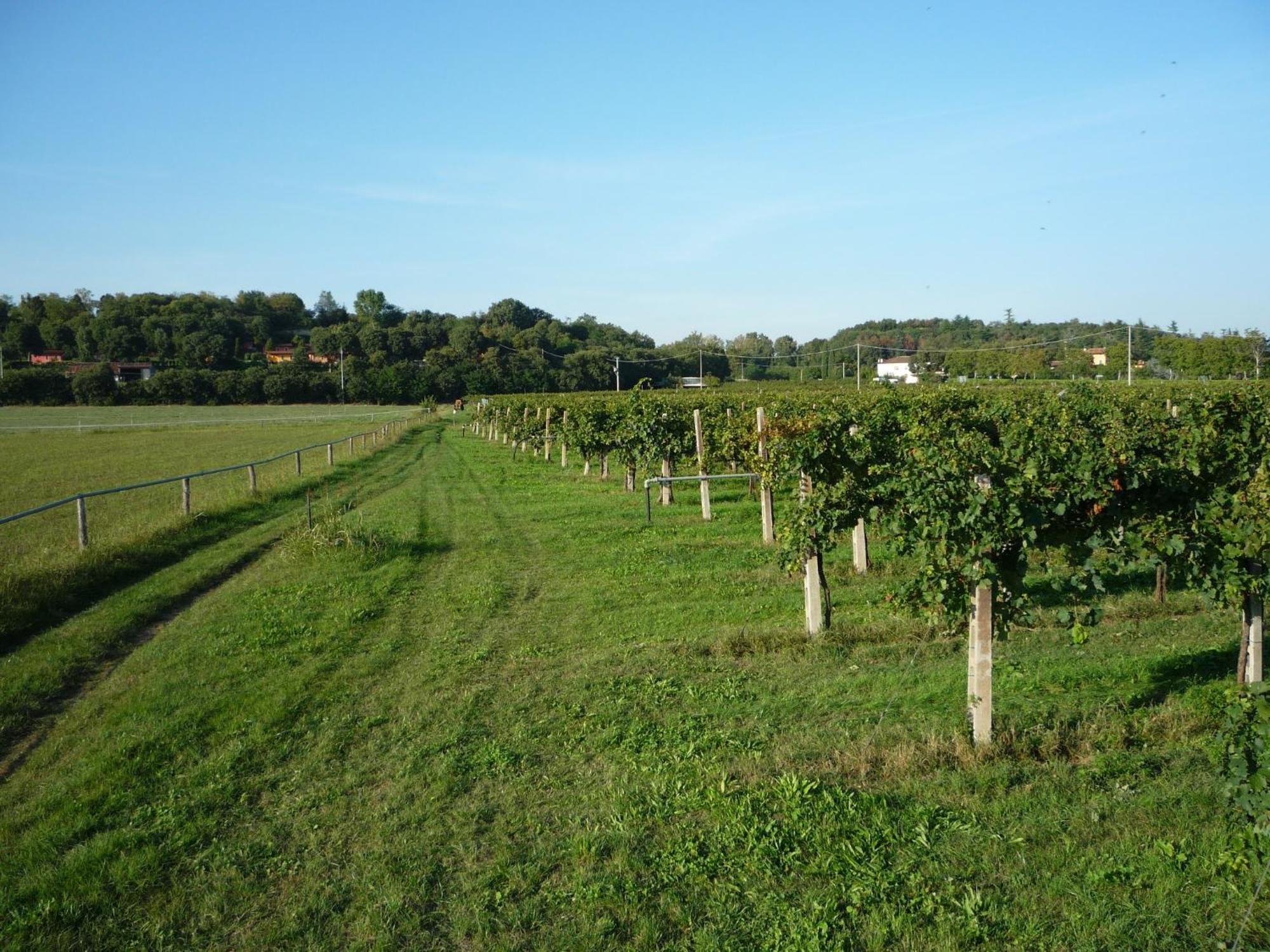 Agriturismo Lupo Bianco Monzambano Buitenkant foto