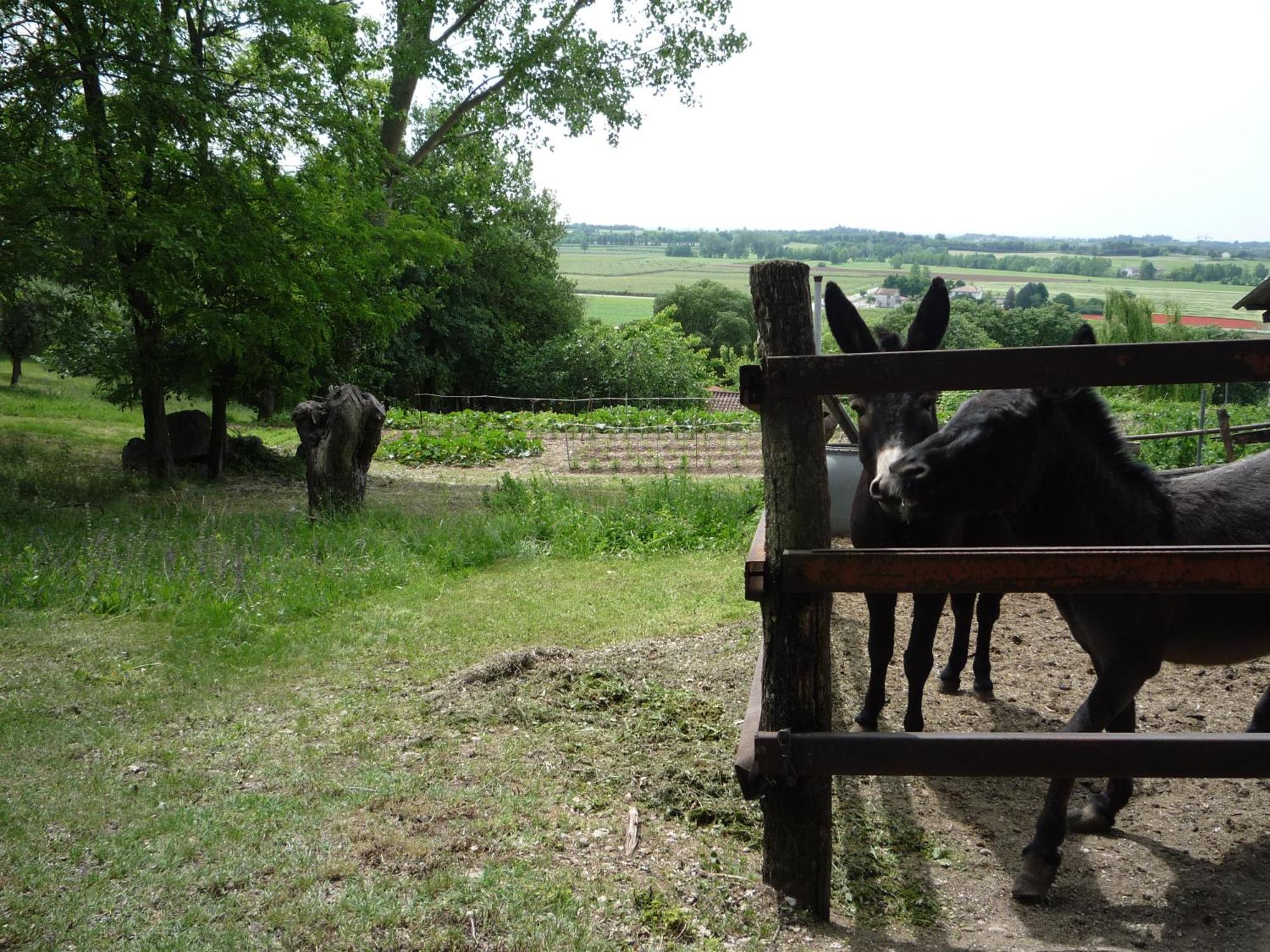 Agriturismo Lupo Bianco Monzambano Buitenkant foto