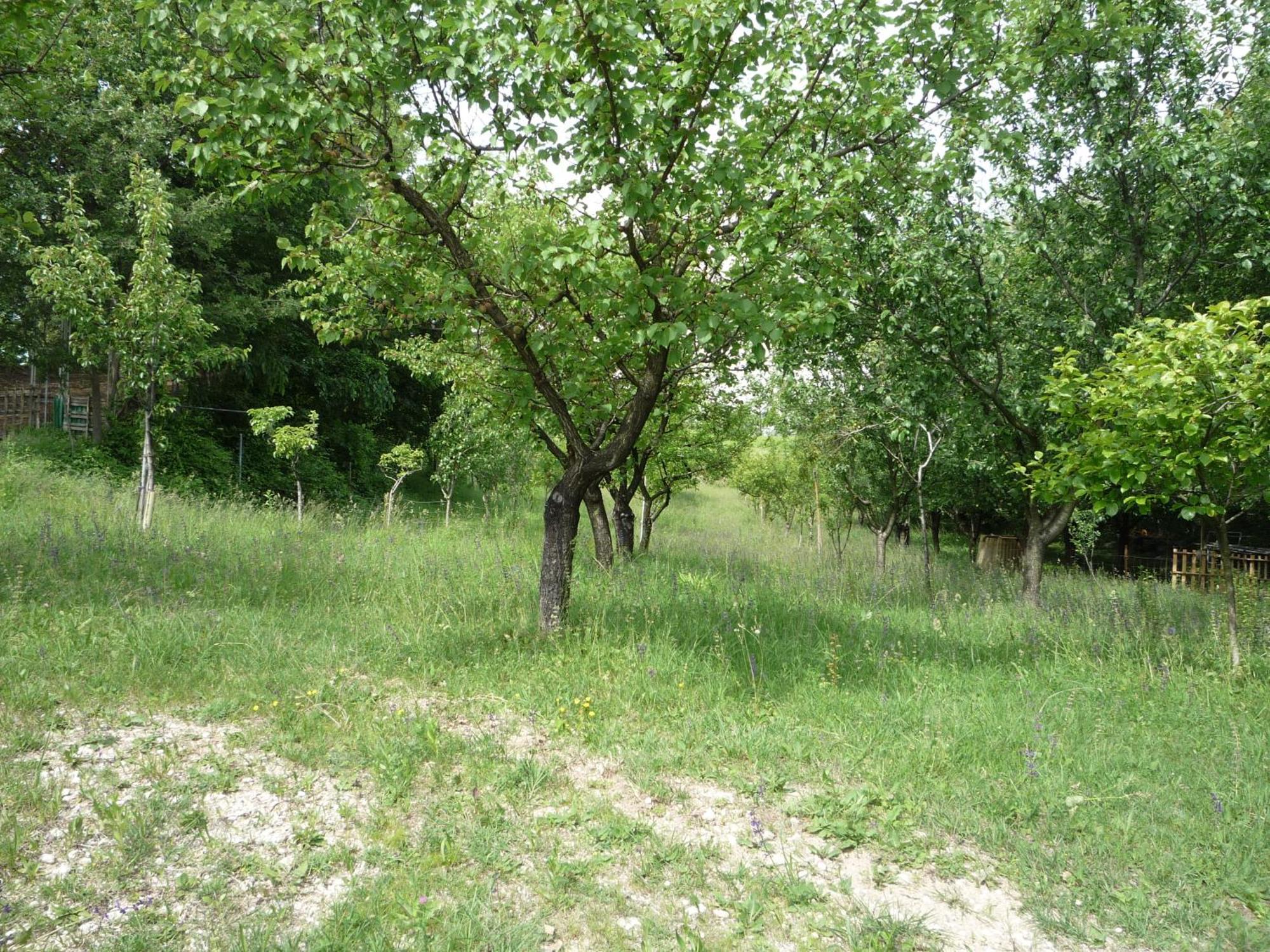 Agriturismo Lupo Bianco Monzambano Buitenkant foto