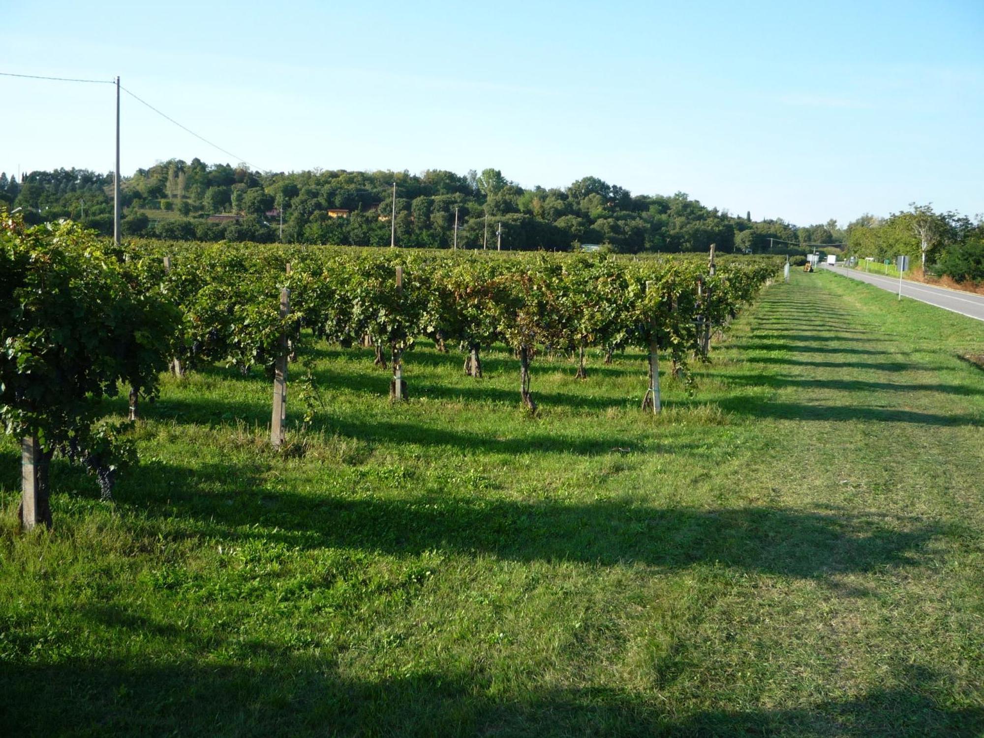 Agriturismo Lupo Bianco Monzambano Buitenkant foto